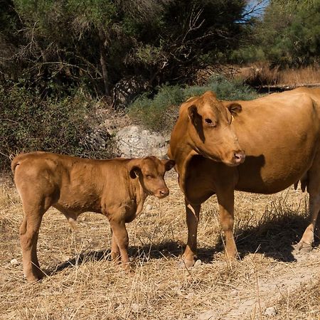 Agroturismo Can Feliu Porreres Eksteriør bilde