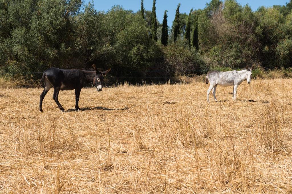 Agroturismo Can Feliu Porreres Eksteriør bilde