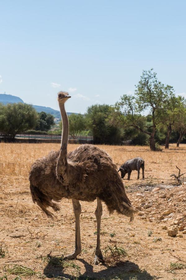 Agroturismo Can Feliu Porreres Eksteriør bilde